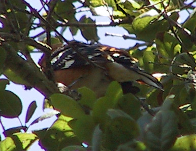 Black-headed Grosbeak - another less-than-perfect view