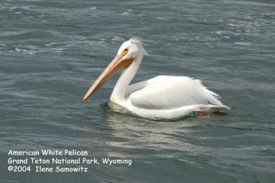 American White Pelican 8023.jpg
