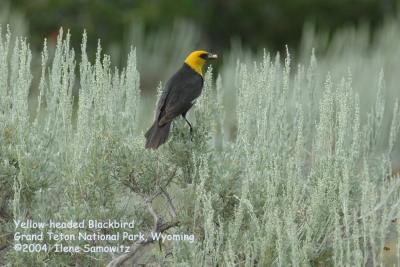 Yellow-headed Blackbird 8093.jpg