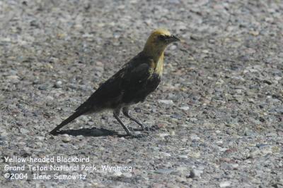 Yellow-headed Blackbird 8057.jpg