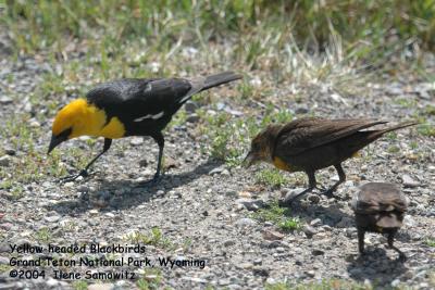 Yellow-headed Blackbirds 8060.jpg