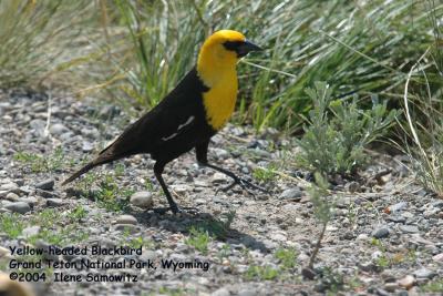 Yellow-headed Blackbird 8062.jpg