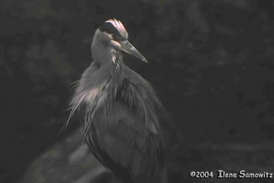 Great Blue Heron on Padilla Bay C3351.jpg