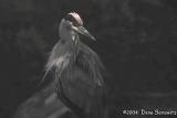 Great Blue Heron on Padilla Bay C3351.jpg