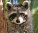 Racoon