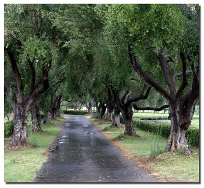Olive Tree Drive