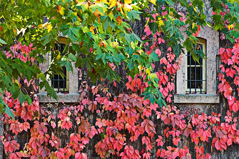 Windows and leaves