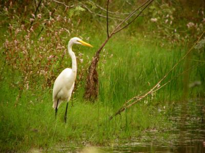 greategrets