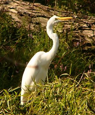 gr egret oct 20 148.jpg