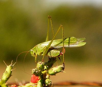 katydid oct 14.jpg