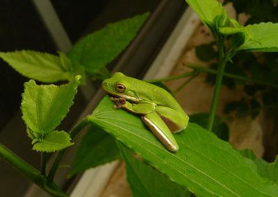 frogs
