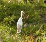 gr egret oct 20 139.jpg