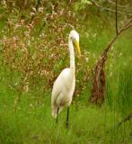 great egret 1 oct 21.jpg