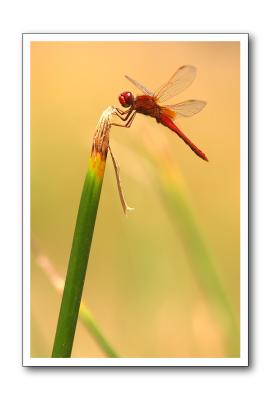 Liblula