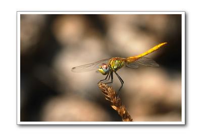 Liblula