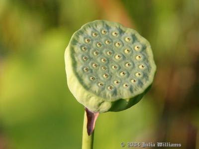 u6/rtw6/medium/32701388.Seedpod.jpg