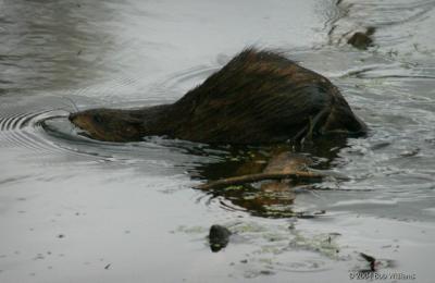Log Crossing.JPG