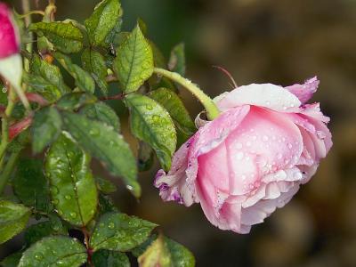 Dewy Rose