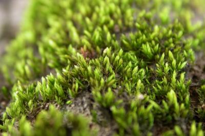 u6/sathea/medium/37556256.erDSCN7506_Bryum.jpg