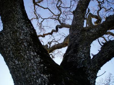 Oak tree