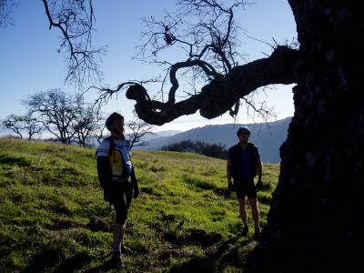 Oak tree.