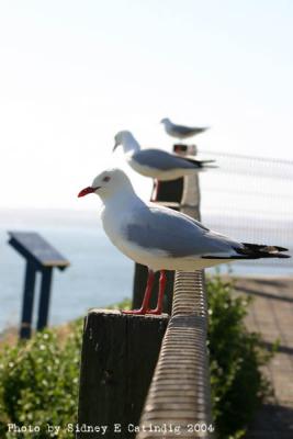 Three little birdies, all lined up