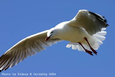 u6/scatindig/medium/37726206.IMG_3381.jpg