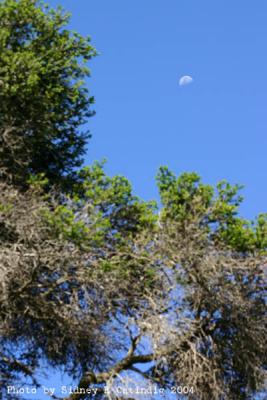 Tree and moon