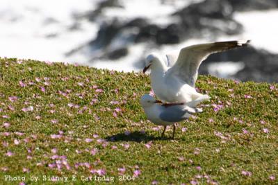 Bird sex!