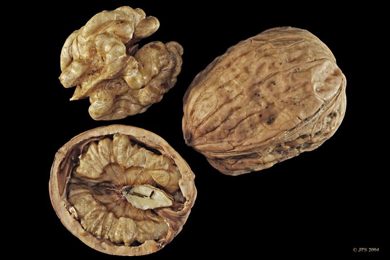 Walnuts #2