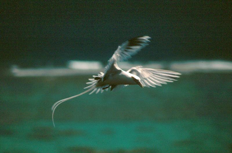 Tern 1