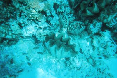 Giant Clam