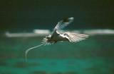 Tern 1
