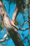 Bird Tasmania.jpg