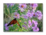<b>Butterfly & Flowers</b><br><font size=2>Stoddard, NH