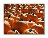 <b>Pumpkins!</b><br><font size=2>Greenfield, NH