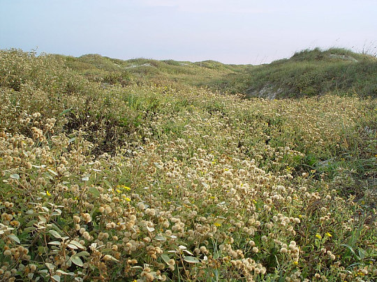 Sand Dunes on Mustang Island, TX