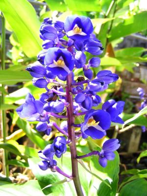 Blue Ginger with open petals