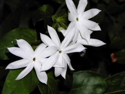 Star Jasmine (J. multiflorum)