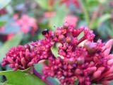 Ladybug on red Ixora blossoms