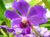 Blue orchid