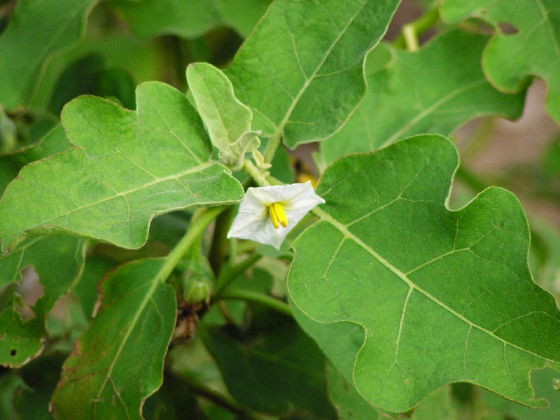 Yellow eggplant blossom