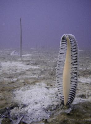 Sea Pens