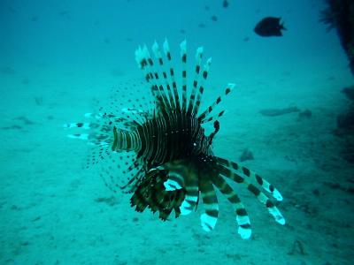 Lion Fish