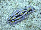 Sea Slug