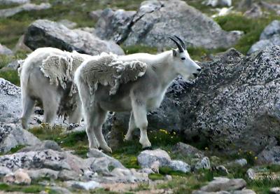 Mountain goats at Mount Evans