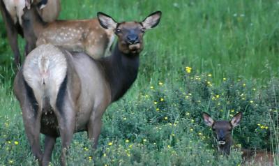 Mother and Fawn Elk at Rocky Mountain NP