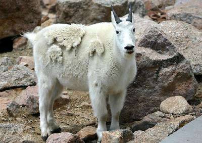 Mountain goat at Mount Evans