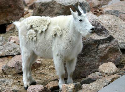 Mountain goat at Mount Evans