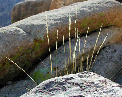 Grass.jpg